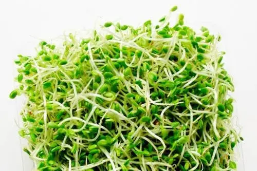 Alfalfa - Sprouting Seeds 1