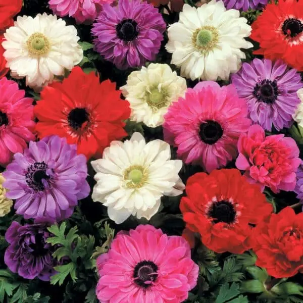 Anemone Double Large – Mixed – 15 Bulbs P/Pack (Bulbs - Not Seeds) 1