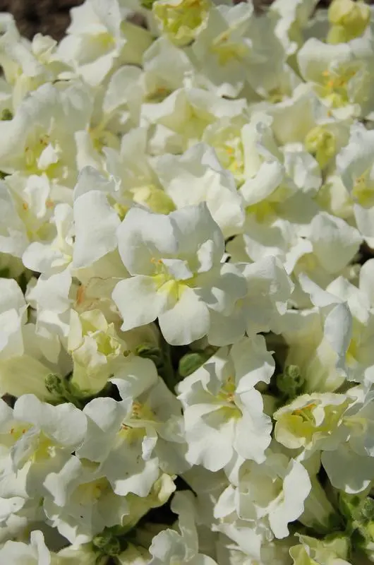 Antirrhinum Twinny White -  10 Seeds 1