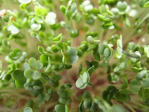 Arugula / Rocket - Microgreen Seeds 1