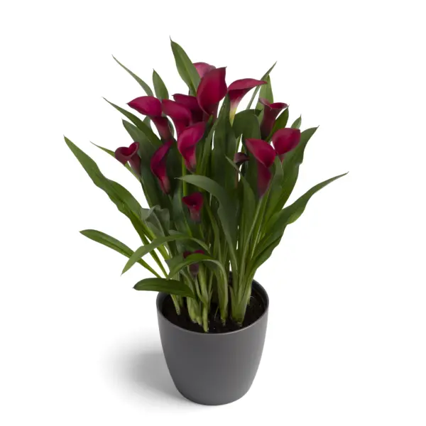 Arum Lily -  Zantedeschia - California Red - Flower Bulbs (Not Seeds) 1