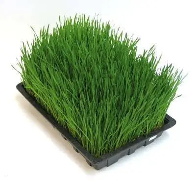 Barley - Sprouting Seeds 1