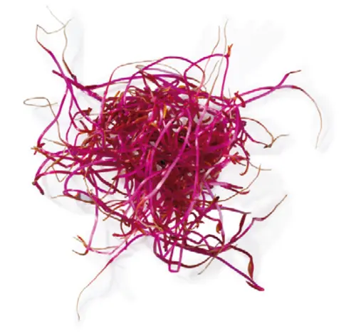 Beetroot - Sprouting / Microgreen Seeds 1