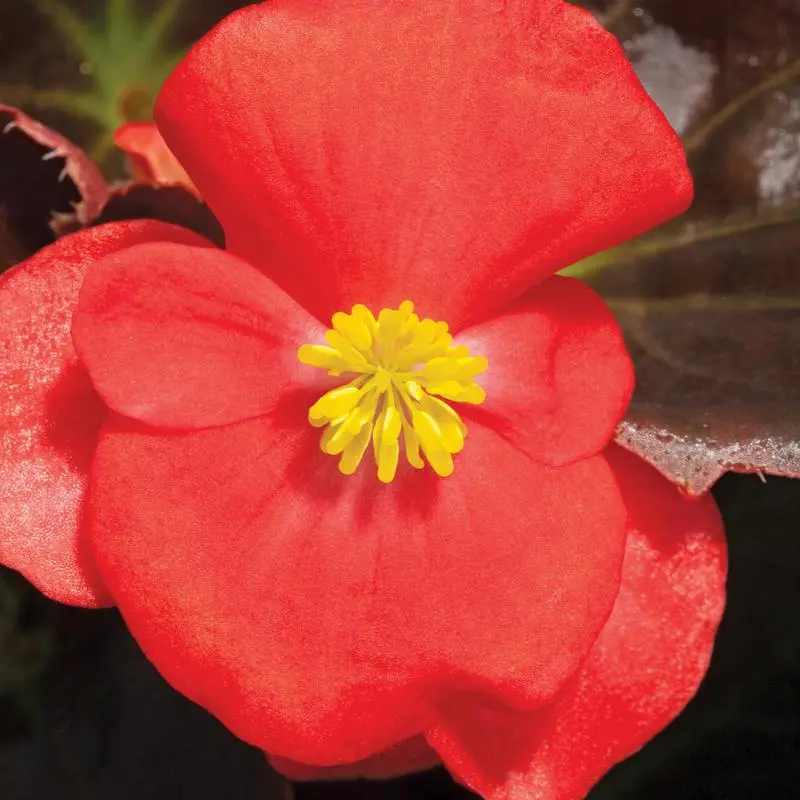 Begonia Rl Eris Scarlet - 10 Seeds 1