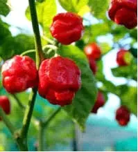Borg 9 - Chilli Pepper - Capsicum Chinense - 5 Seeds 1