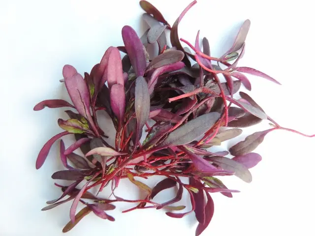 Bulls Blood Beetroot - Sprouting / Microgreen Seeds 1