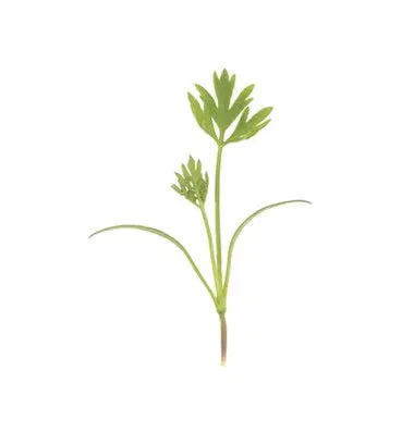 Carrot - Microgreen Seeds 1