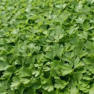 Celery - Microgreen Seeds 1
