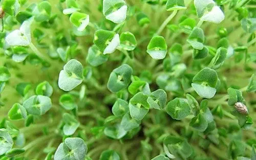 Chia - Sprouting / Microgreen Seeds 1