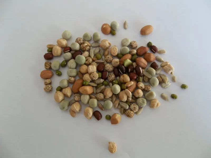 Chunky Salad Mix - Sprouting Seeds 1