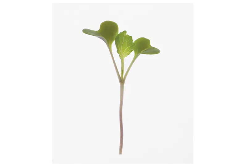 Collards - Sprouting / Microgreen Seeds 1