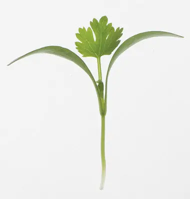 Coriander - Microgreen Seeds 1
