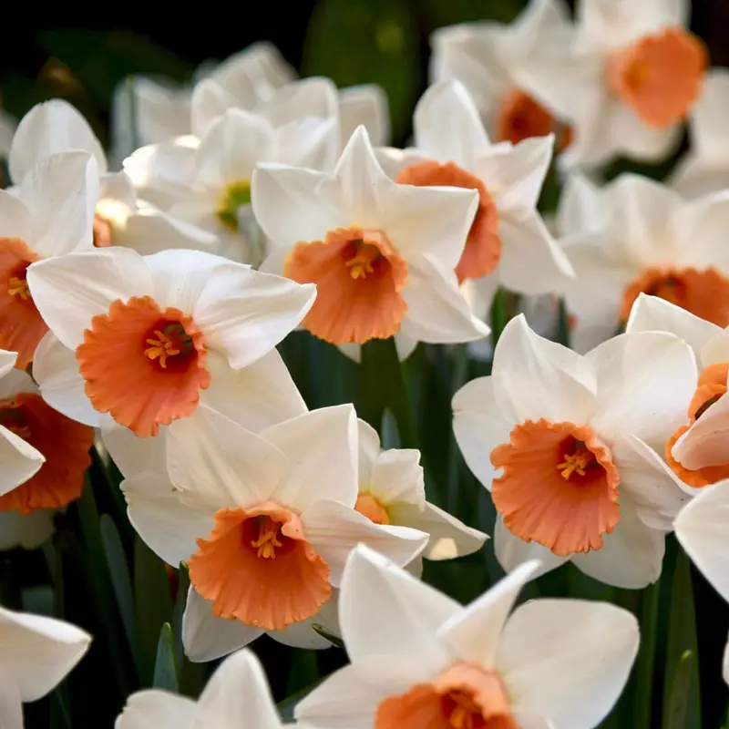 Daffodil / Narcissus Cool Flame – 5 Bulbs P/Pack (Bulbs - Not Seeds) 1