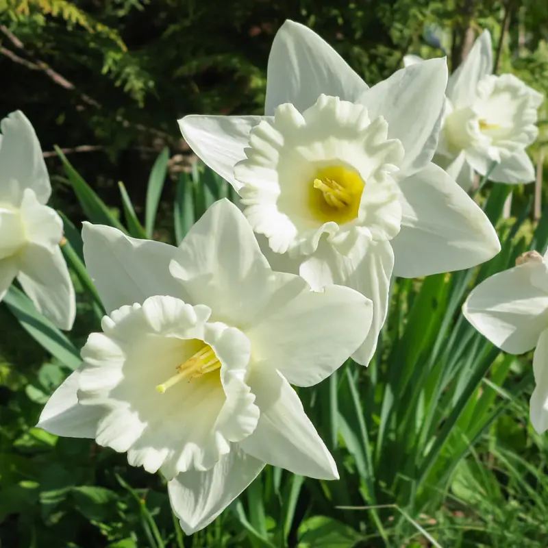 Daffodil / Narcissus Mount Hood – 5 Bulbs P/Pack (Bulbs - Not Seeds) 1