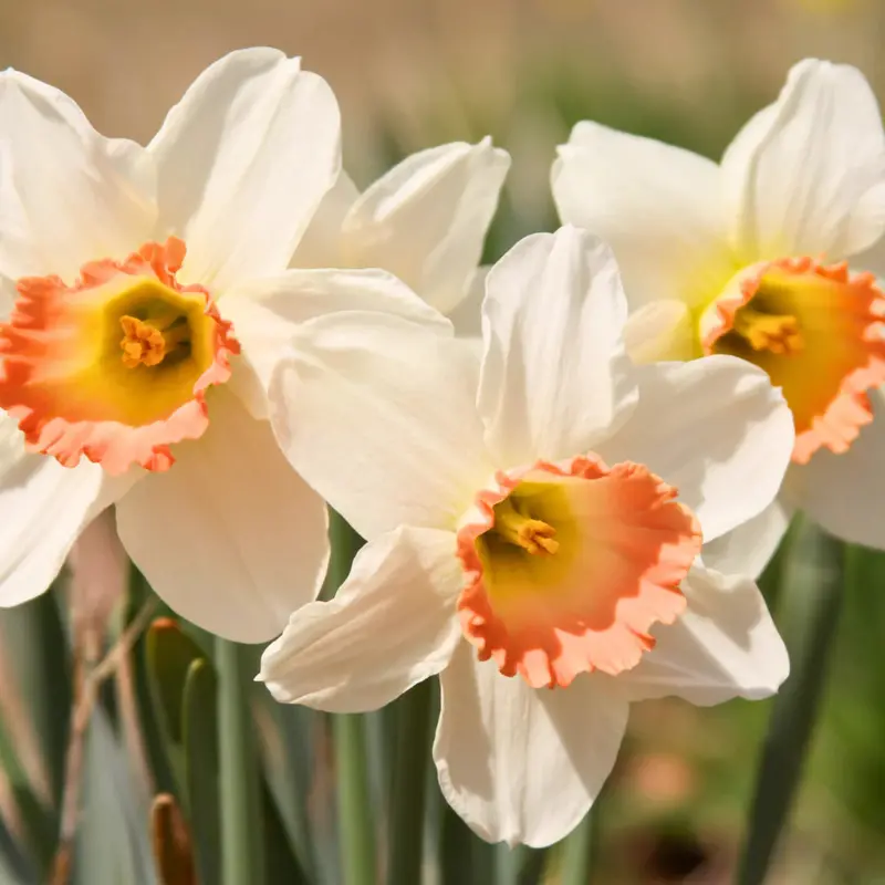 Daffodil / Narcissus Pink Select – 5 Bulbs P/Pack (Bulbs - Not Seeds) 1