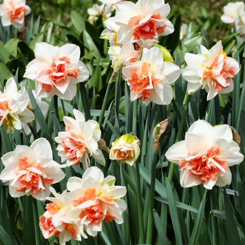 Daffodil / Narcissus Replete Double – 5 Bulbs P/Pack (Bulbs - Not Seeds) 1