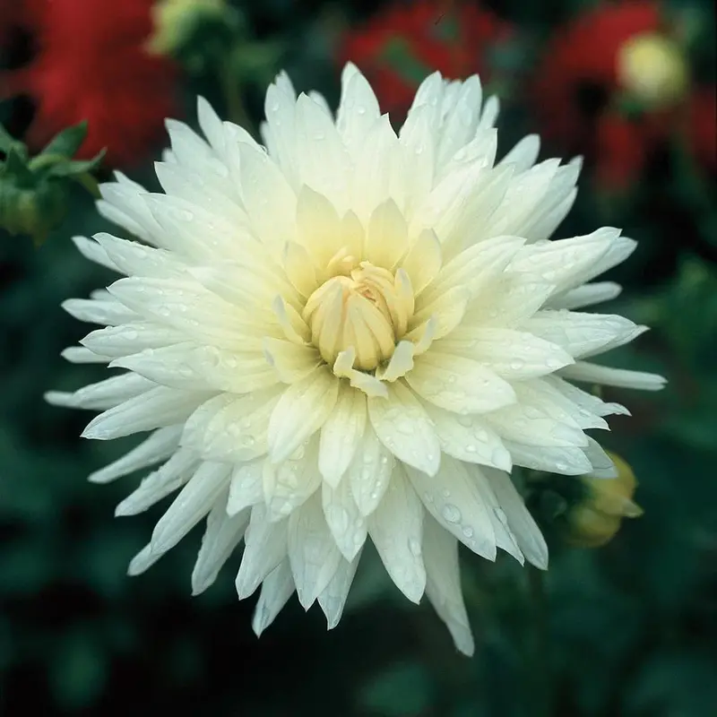 Dahlia Cactus - Anja - 1 Bulb (Not Seed) 1