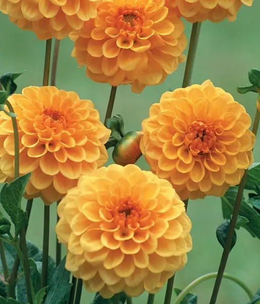 Dahlia Flower Bulbs - Pompon - Amusing - 2 Bulbs (Not Seeds) 1