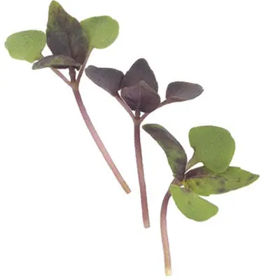 Dark Opal Purple Basil - Microgreen Seeds 1