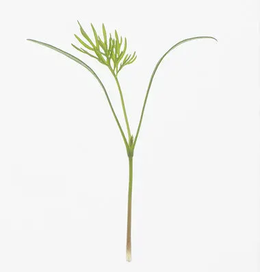 Dill - Microgreen Seeds 1