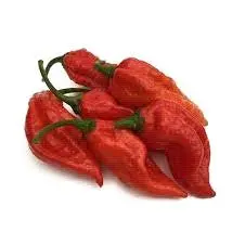 Dorset Naga - Chilli Pepper - Capsicum Chinense - 5 Seeds 1