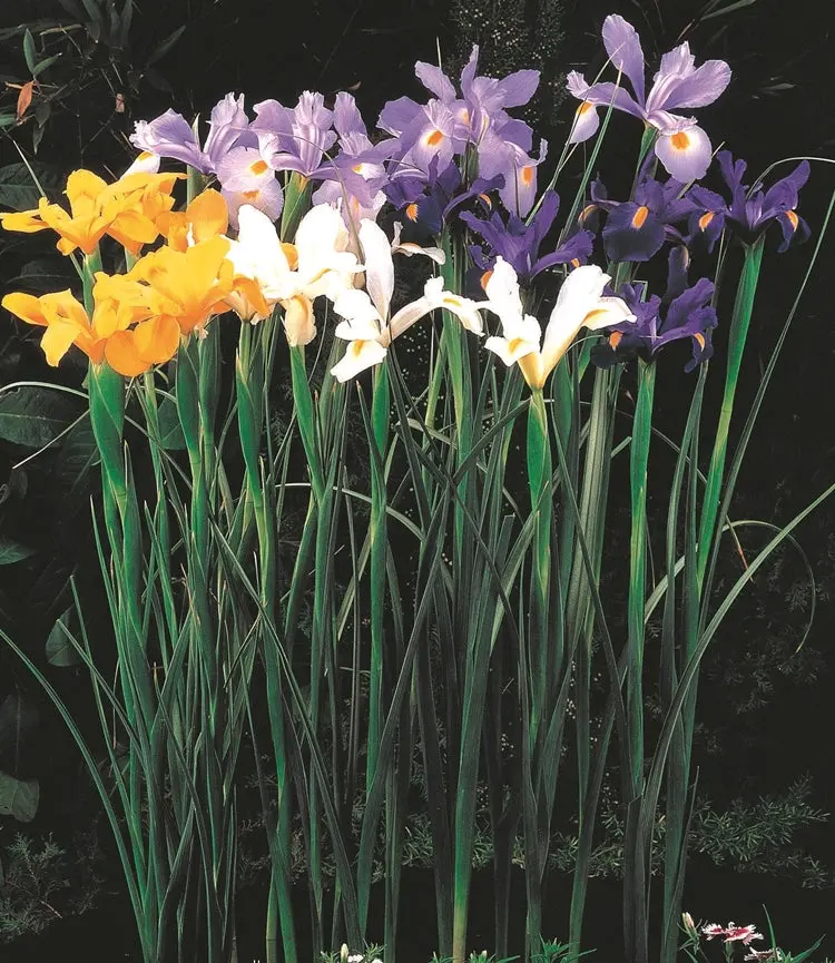Dutch Iris – Mixed – 35 Bulbs P/Pack (Bulbs - Not Seeds) 1