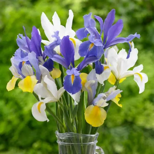 Dutch Iris – Mixed – 50 Bulbs P/Pack (Bulbs - Not Seeds) 1