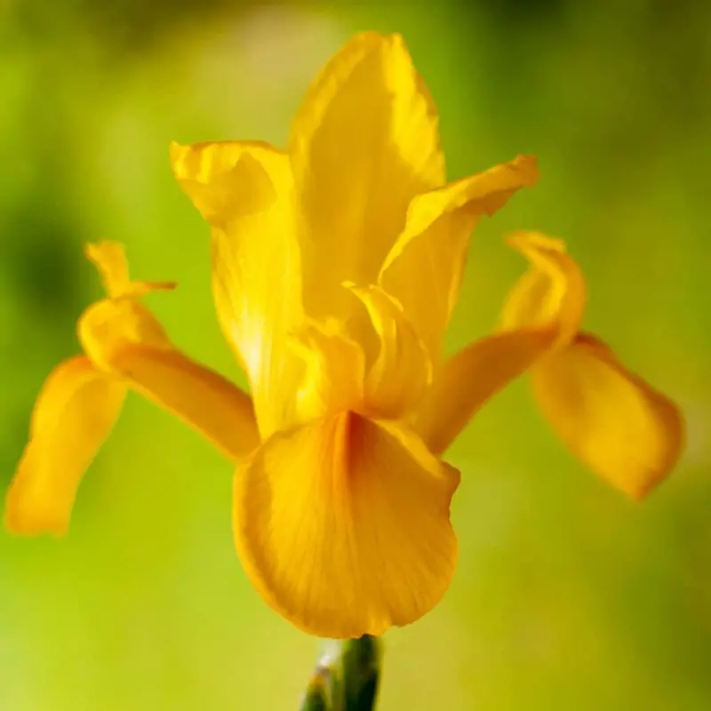 Dutch Iris – Yellow – 25 Bulbs P/Pack (Bulbs Not Seeds) 1