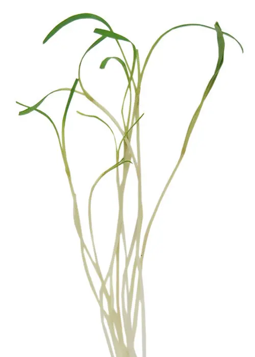Fennel - Microgreen Seeds 1