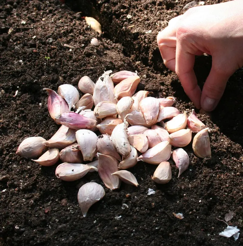 Garlic – Allium Sativum – 25 Cloves P/Pack (Bulbs - Not Seeds) 1
