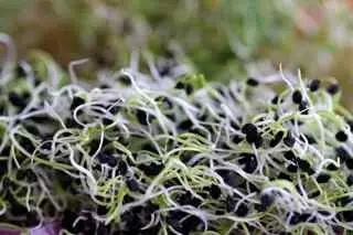 Garlic Chives - Sprouting / Microgreen Seeds 1