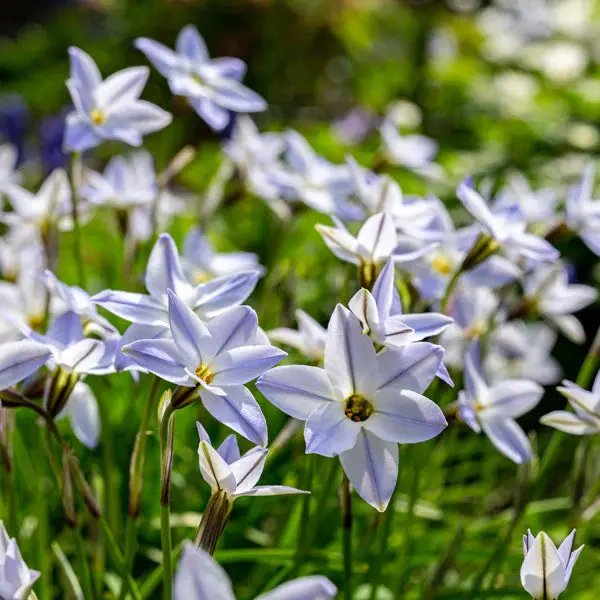 Ipheion - Spring Star Flower - Value Pack - 200 Bulbs P/Pack (Bulbs - Not Seeds) 1