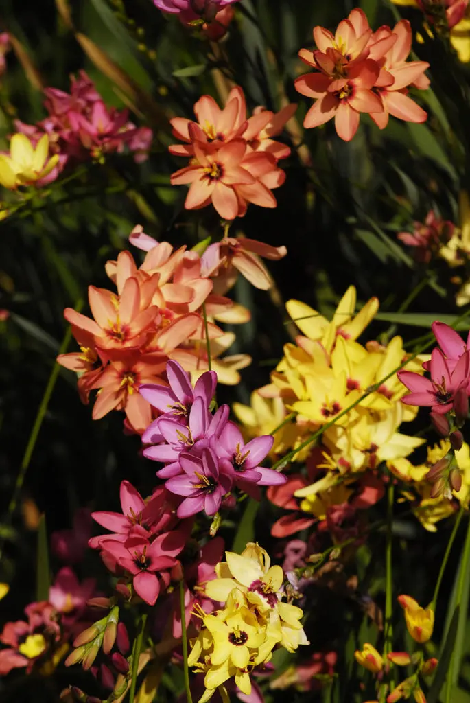 Ixias – Mixed – 50 Bulbs P/Pack (Bulbs Not Seeds) 1