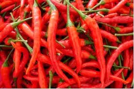 Kashmiri - Chilli Pepper - Capsicum Annum - 5 Seeds 1