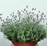 Lavender Multifida Spanish Eye - 10 Seeds 1