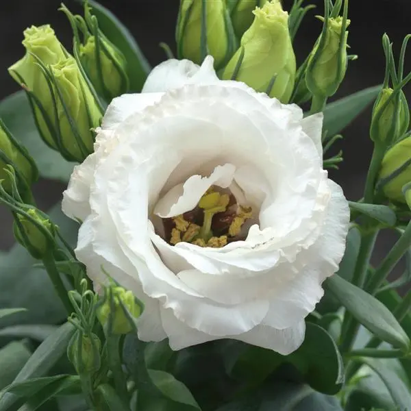 Lisianthus Pot Julietta White- Feature Flowers Particularly Suited To Potting - 10 Seeds 1