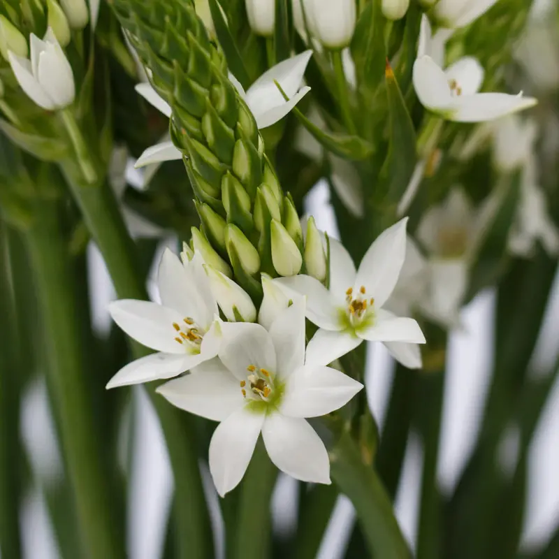 Ornithogalum Thyrsoides White Large - Star Of Bethlehem – 25 Bulbs P/Pack (Bulbs - Not Seeds) 1