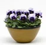 Pansy Punch Beaconsfield - 10 Seeds 1