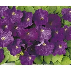 Petunia Carpet True Blue - 10 Seeds 1