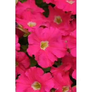 Petunia Dreams Rose - 10 Seeds 1