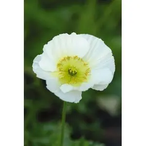 Poppy Champagne Bubbles White - 10 Seeds 1