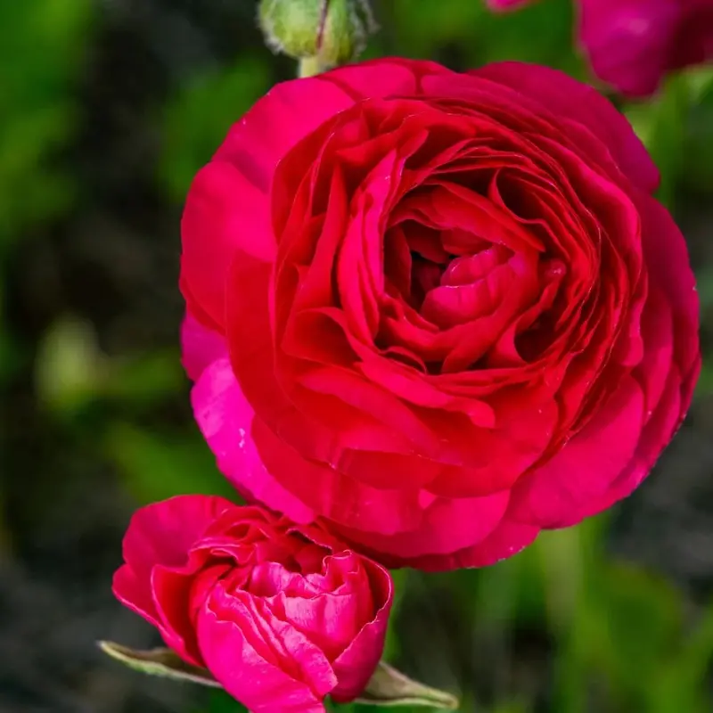 Ranunculus – Magenta – 25 Bulbs P/Pack (Bulbs - Not Seeds) 1