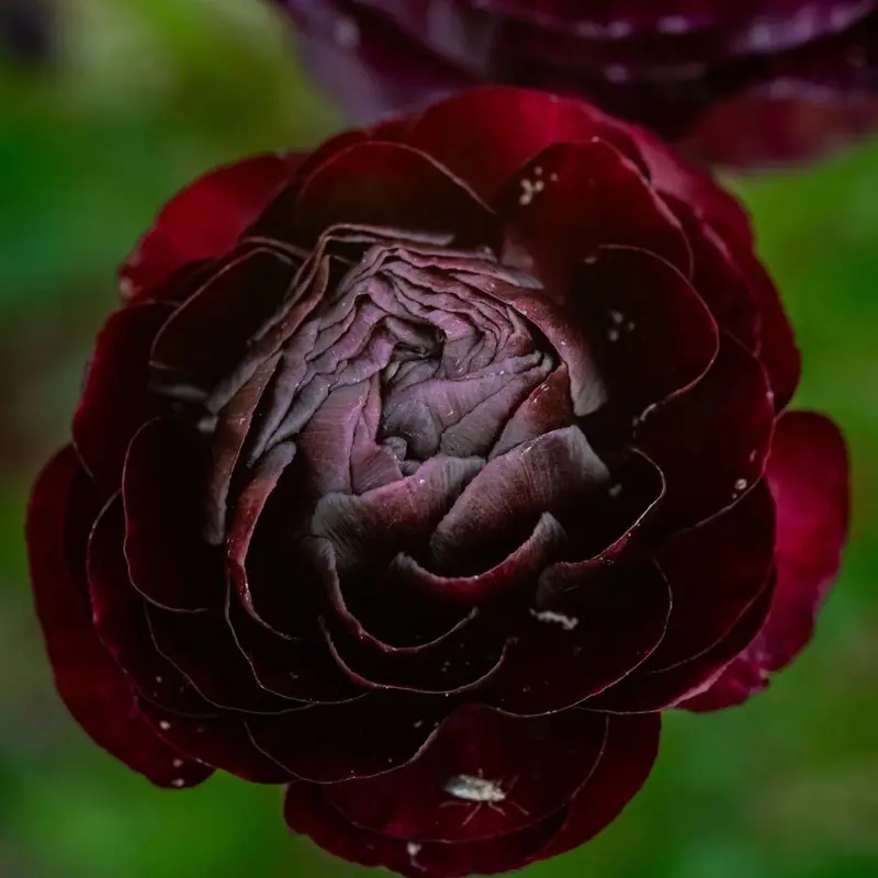 Ranunculus – Mahogany – 25 Bulbs P/Pack (Bulbs - Not Seeds) 1