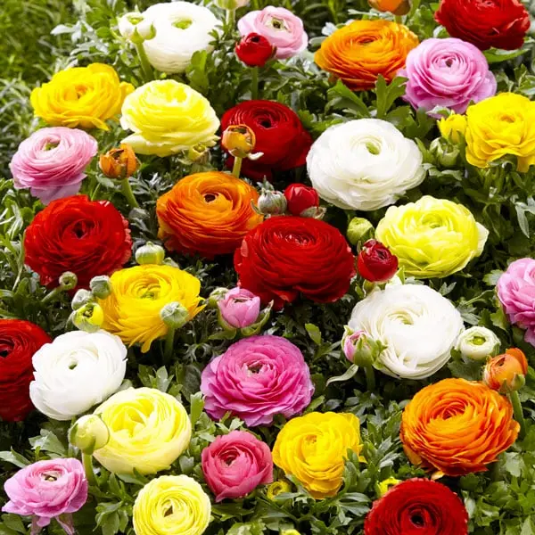 Ranunculus – Mixed – Regular – 25 Bulbs P/Pack (Bulbs Not Seeds) 1