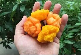Scotch Brains - Chilli Pepper - Capsicum Chinense - 5 Seeds 1