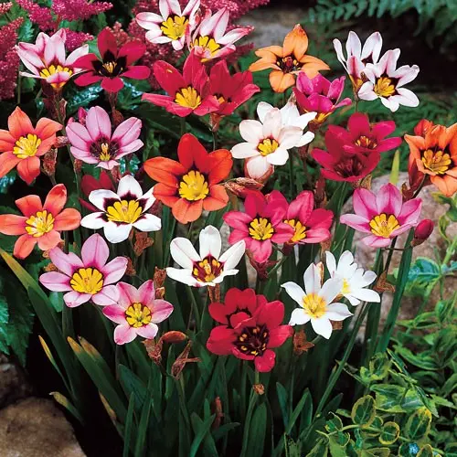 Sparaxis – Mixed – 50 Bulbs P/Pack (Bulbs - Not Seeds) 1