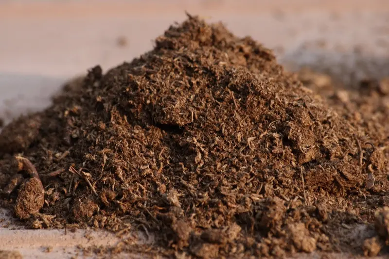 Sphagnum Peat Moss 1