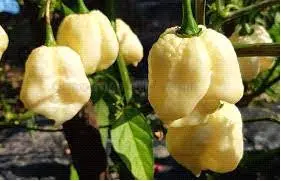 White Moruga Scorpion - Chillie Pepper - Capsicum Chinense - 5 Seeds 1